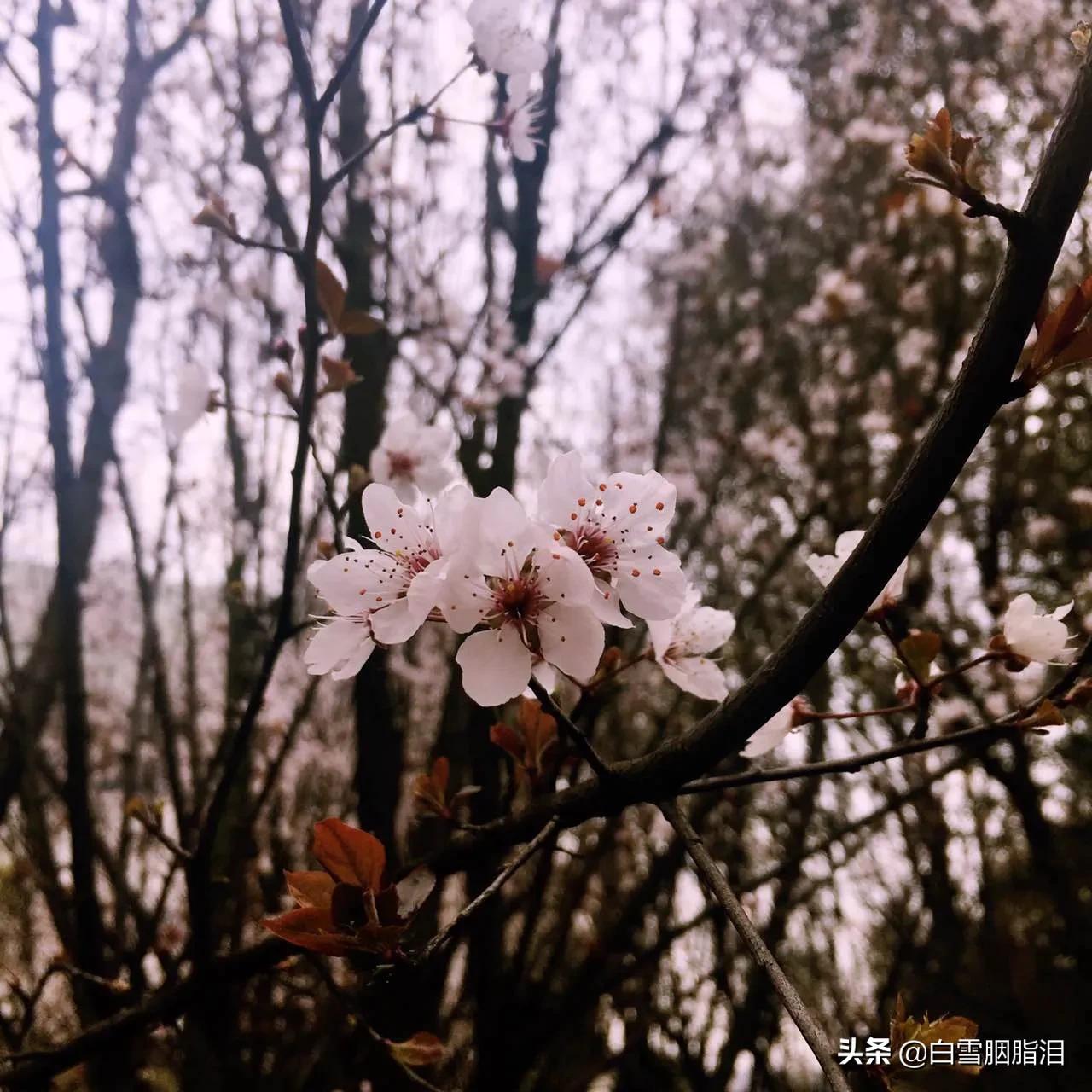 纯音乐《云水禅心》加长版视频 纯音乐《云水禅心》加长版视频