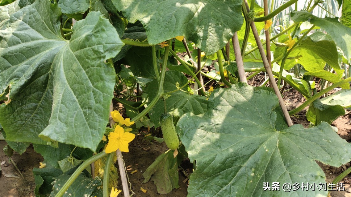 大自然花草视频素材,大自然花草视频