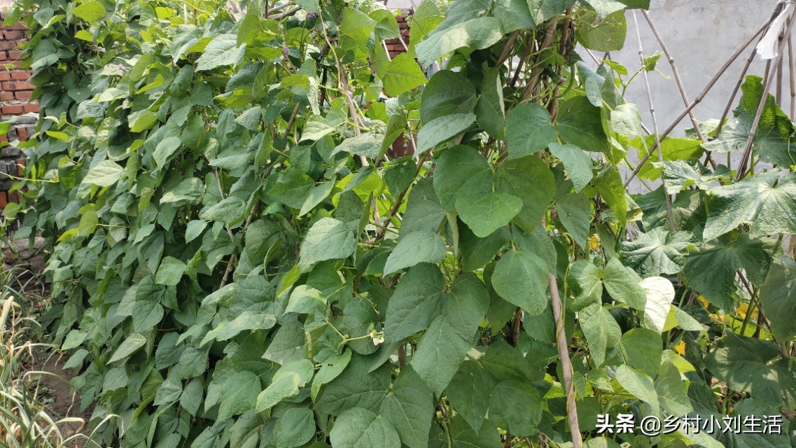 大自然花草视频素材,大自然花草视频