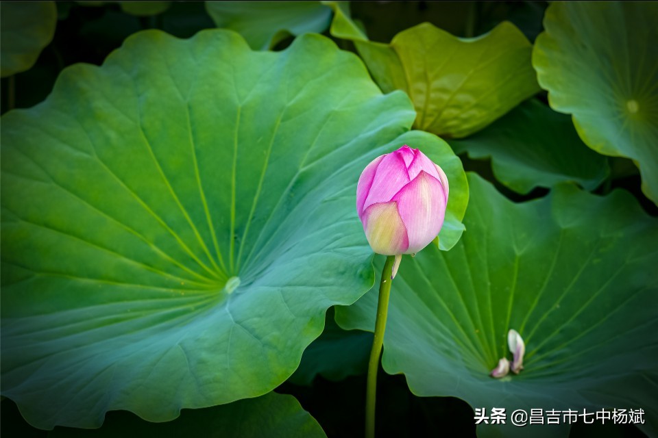 歌曲背景视频素材在哪找,歌曲背景视频素材