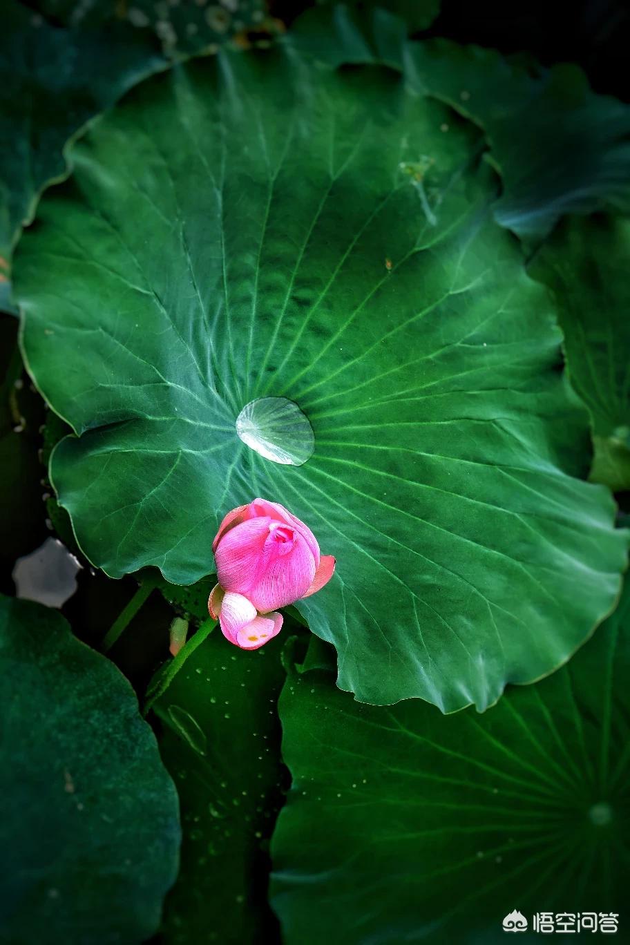 背景图花束图片大全_教师节包花束材料