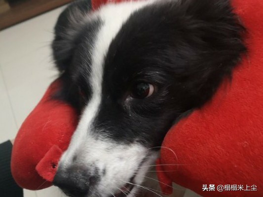 智能门铃哪个牌子好_养边境牧羊犬前，你需了解什么事，以免你会后悔