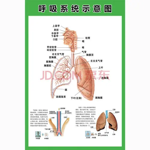 系统结构图宽度计算与绘制指南