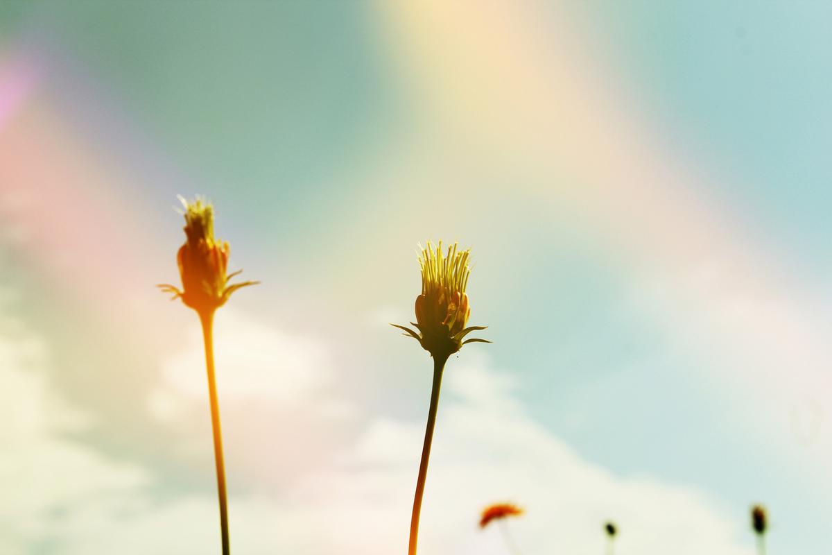 积极向上背景图ins_世界上所有花的花语有关于积极向上